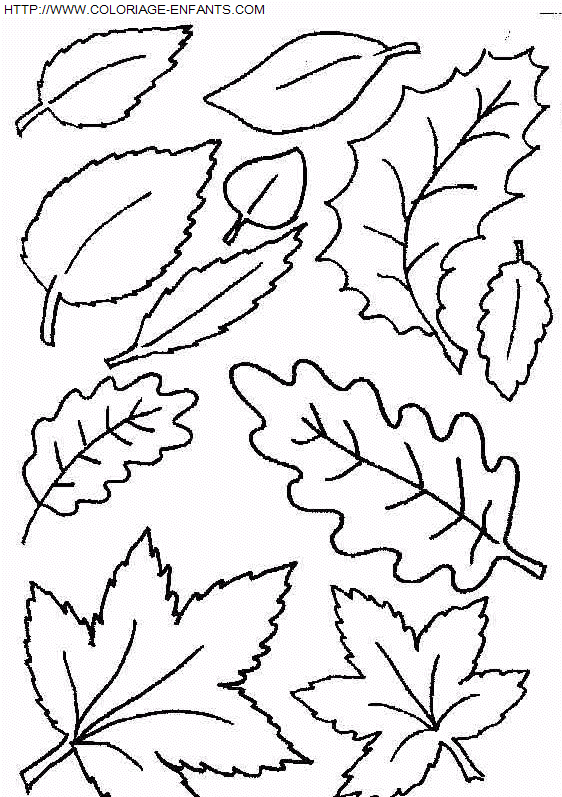 coloriage Nature Feuilles