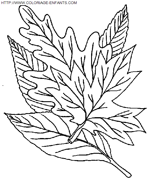 coloriage Nature Feuilles