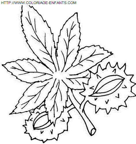 coloriage Nature Feuilles