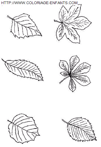 coloriage Nature Feuilles