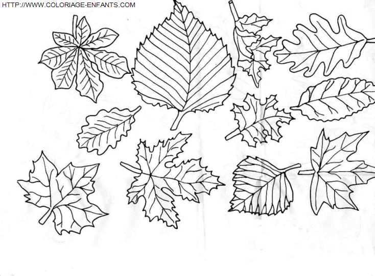 coloriage Nature Feuilles