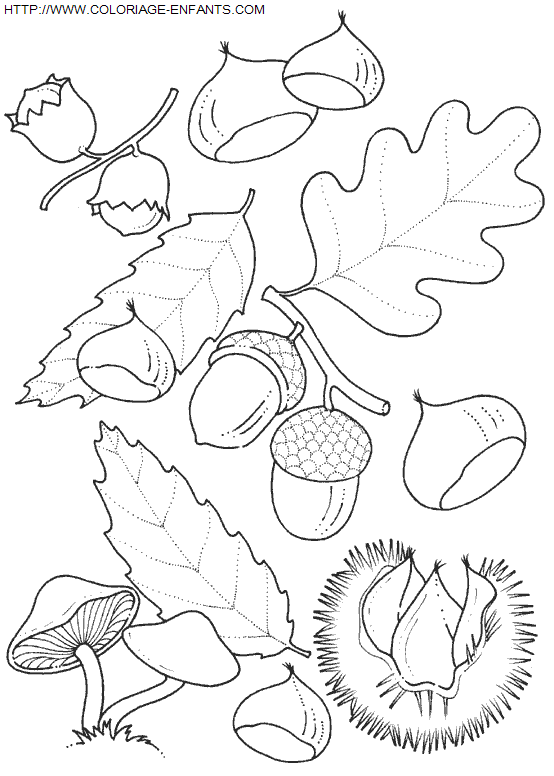 coloriage Nature Feuilles