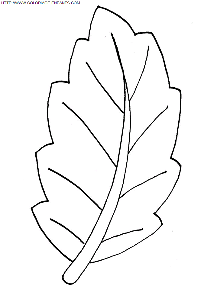 coloriage Nature Feuilles