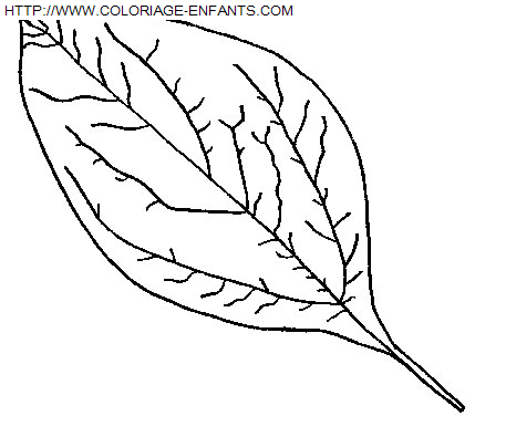 coloriage Nature Feuilles