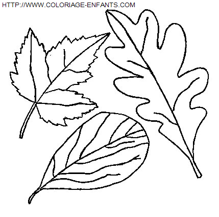 coloriage Nature Feuilles