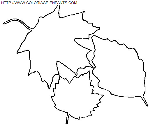 coloriage Nature Feuilles