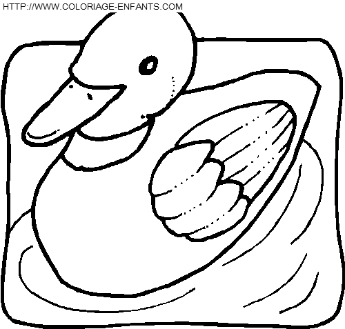 coloriage oiseaux