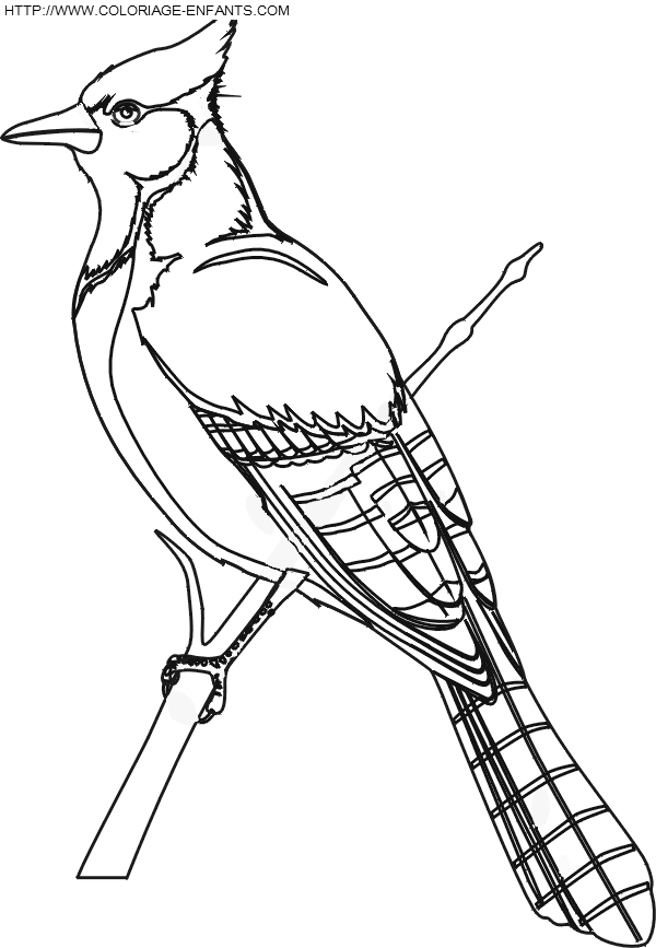 coloriage oiseaux