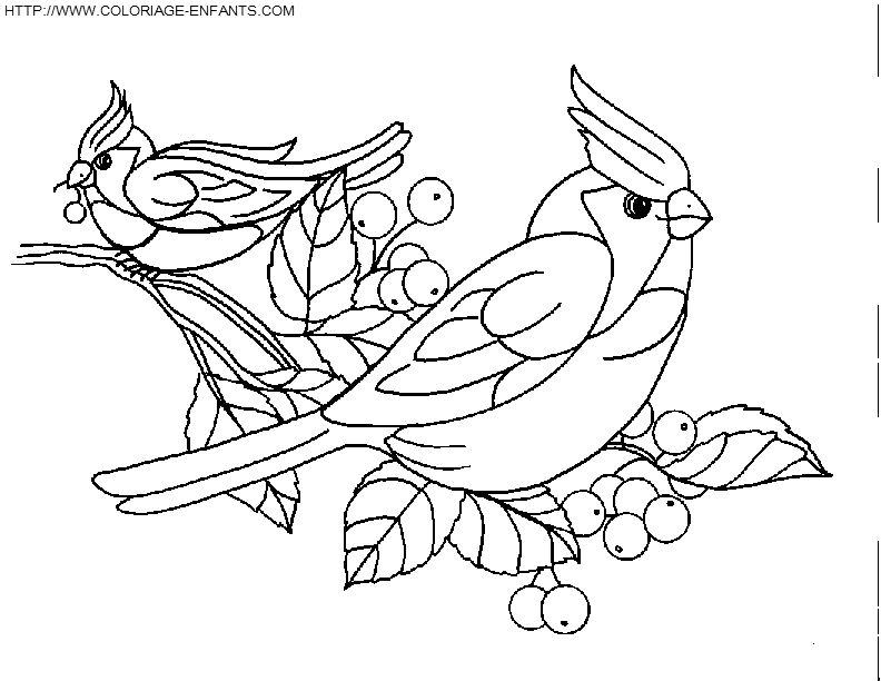 coloriage oiseaux