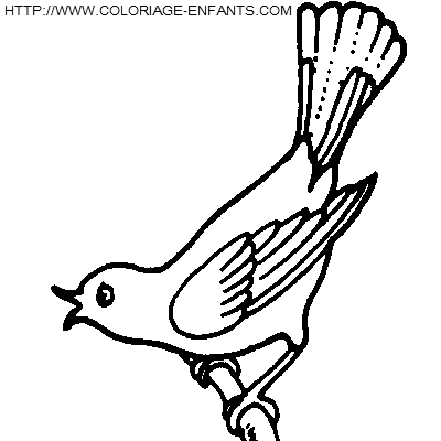 coloriage oiseaux