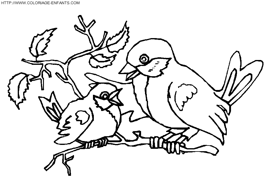 coloriage oiseaux