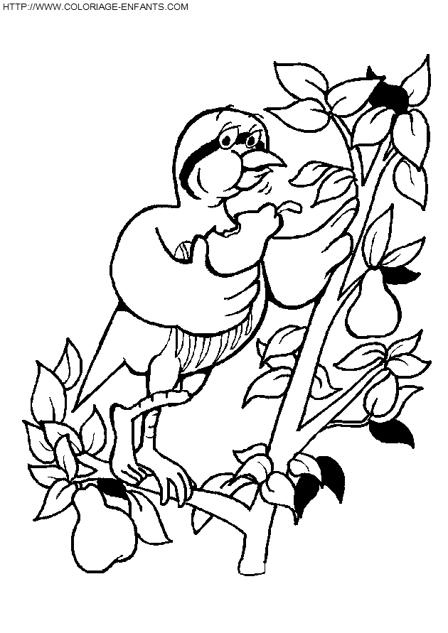 coloriage oiseaux