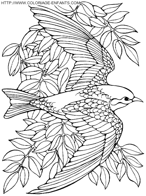 coloriage oiseaux