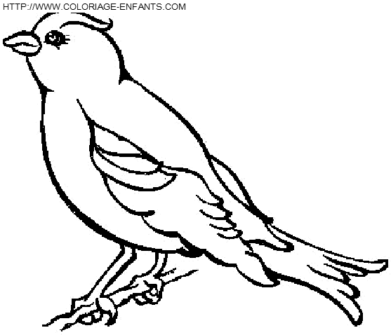 coloriage oiseaux