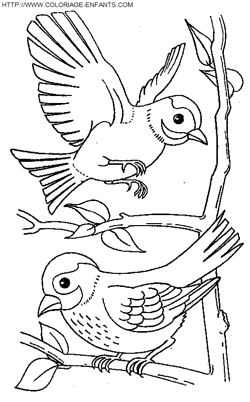 coloriage oiseaux