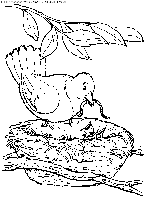 coloriage oiseaux