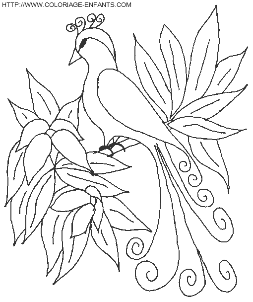 coloriage oiseaux