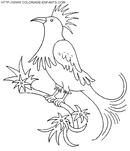 coloriage oiseaux