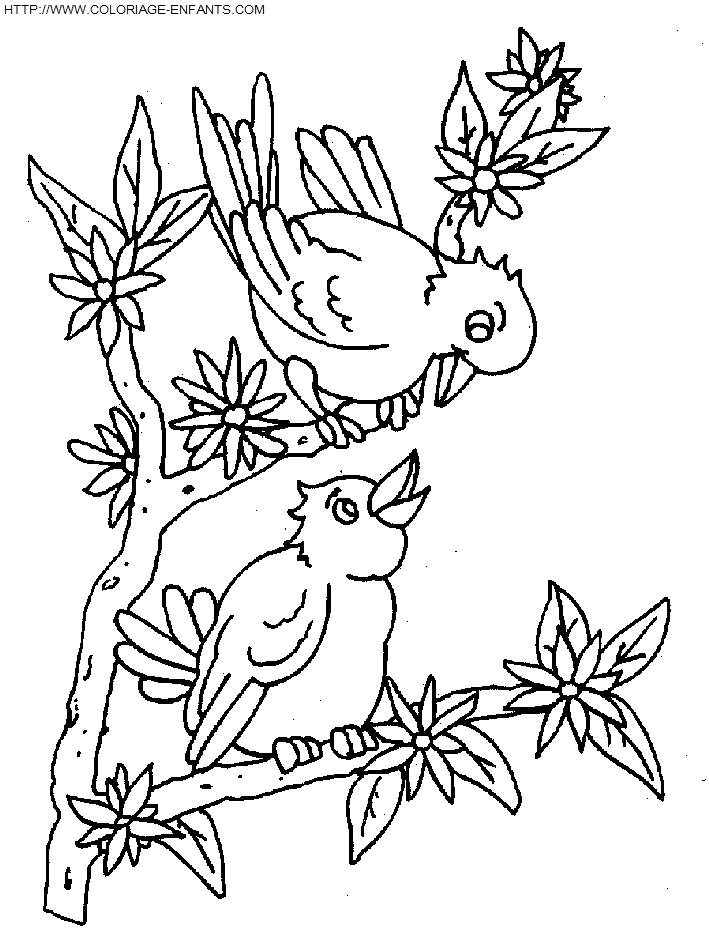 coloriage oiseaux