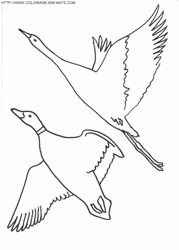 coloriage oiseaux