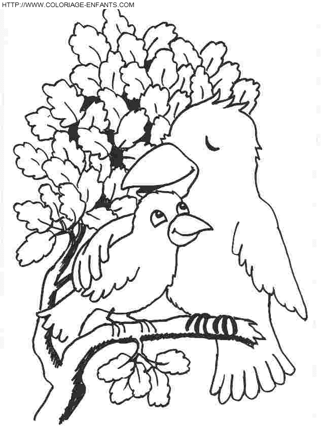 coloriage oiseaux