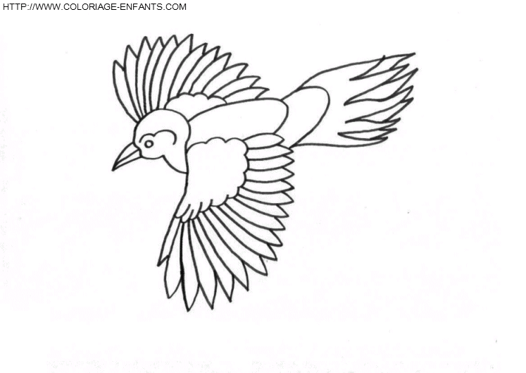 coloriage oiseaux