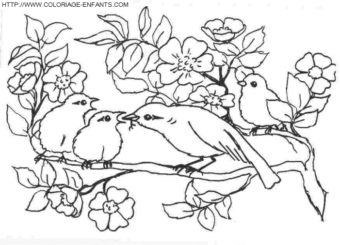 coloriage oiseaux