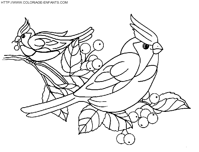 coloriage oiseaux