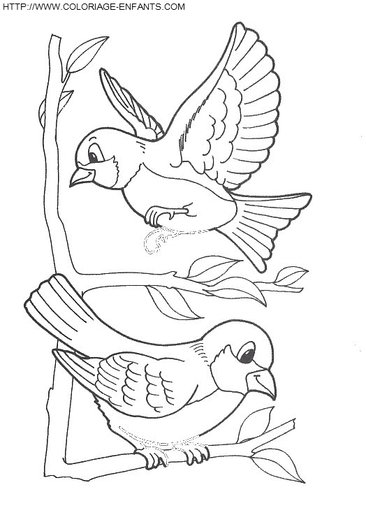 coloriage oiseaux