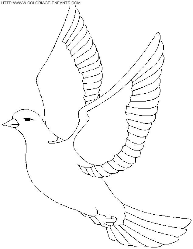 coloriage oiseaux