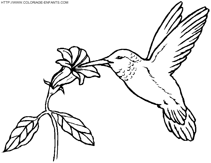 coloriage oiseaux