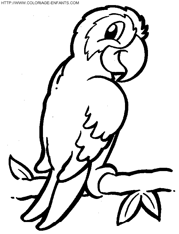 coloriage oiseaux