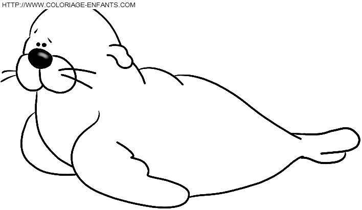 coloriage otaries