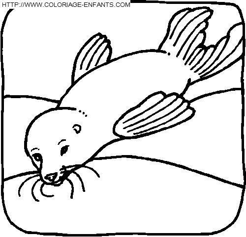 coloriage otaries