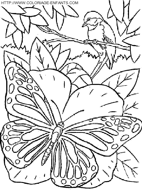 coloriage papillons