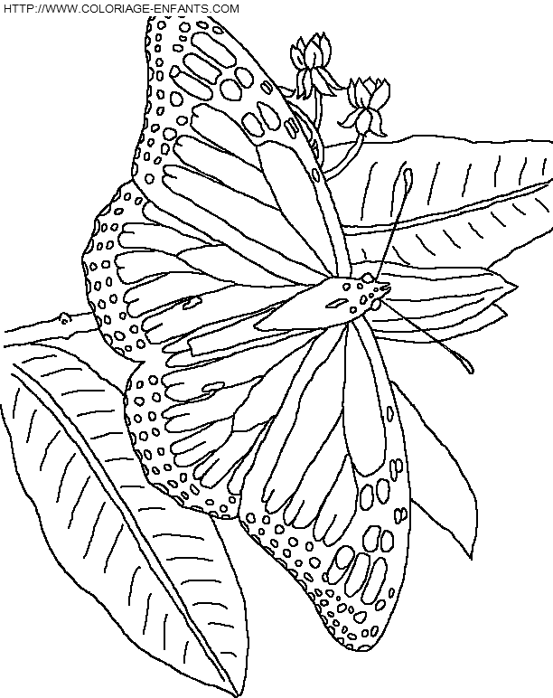 coloriage papillons