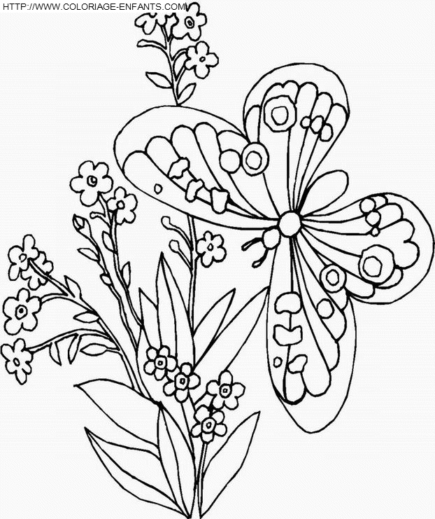 coloriage papillons