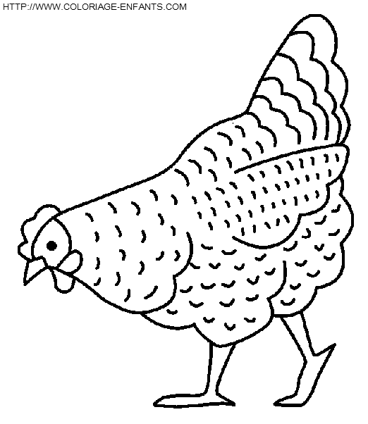 coloriage poules