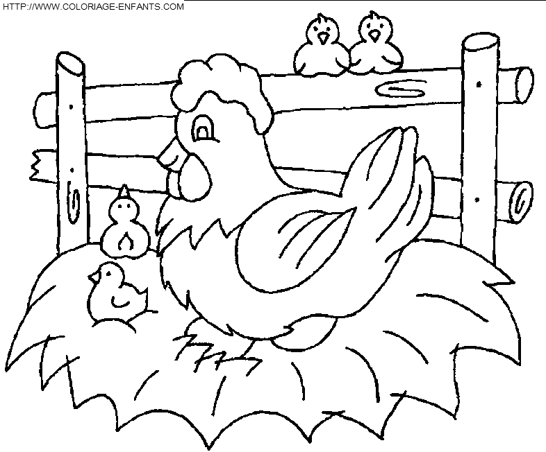 coloriage poules