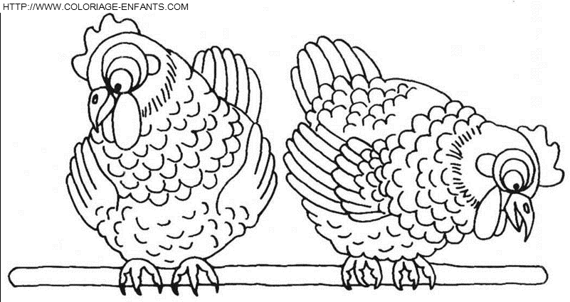 coloriage poules