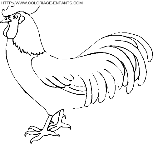 coloriage poules