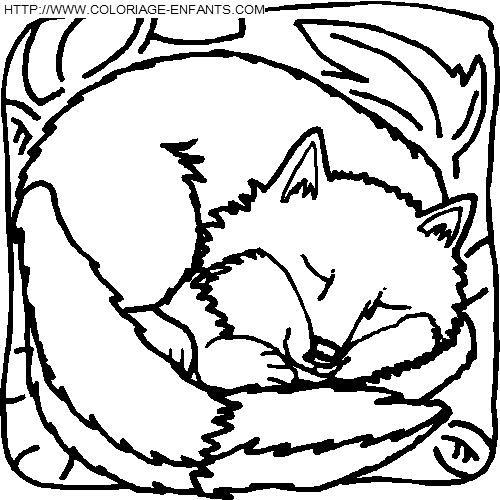 coloriage renards