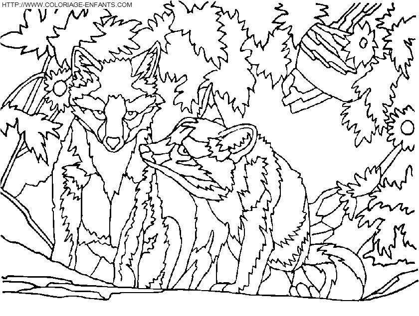 coloriage renards