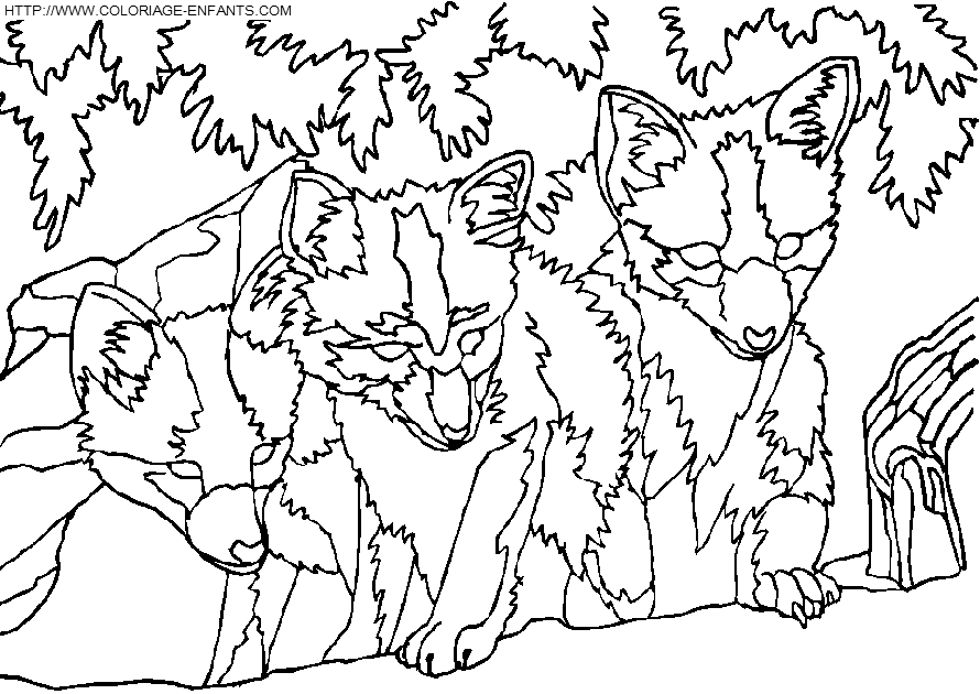 coloriage renards