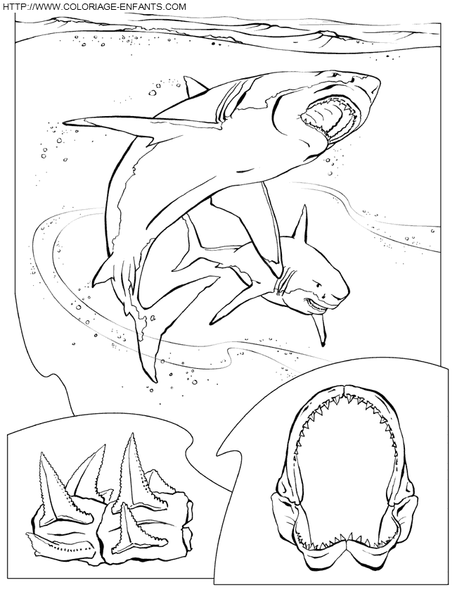 coloriage requin blanc