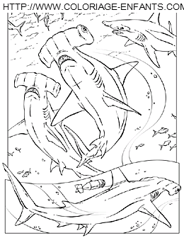 coloriage requin marteau