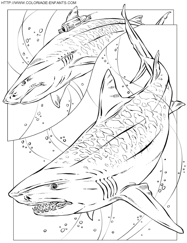 coloriage requin tigre