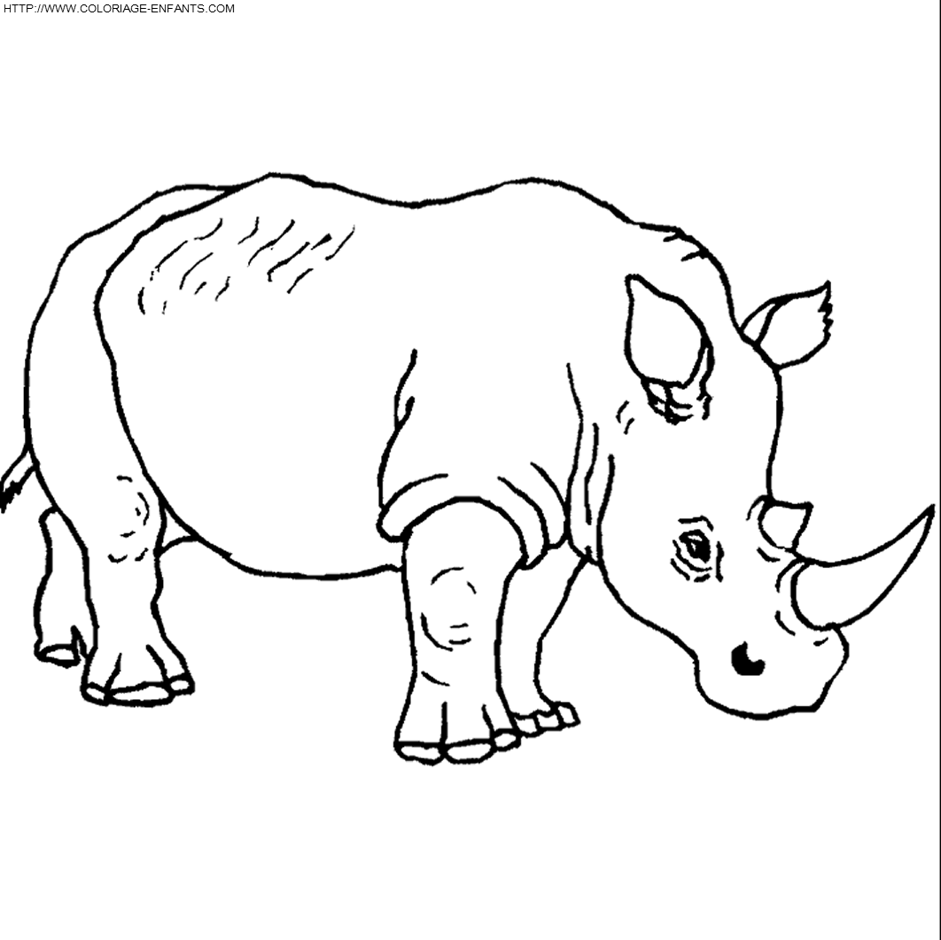 coloriage rhinoceros