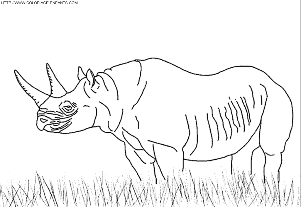 coloriage rhinoceros