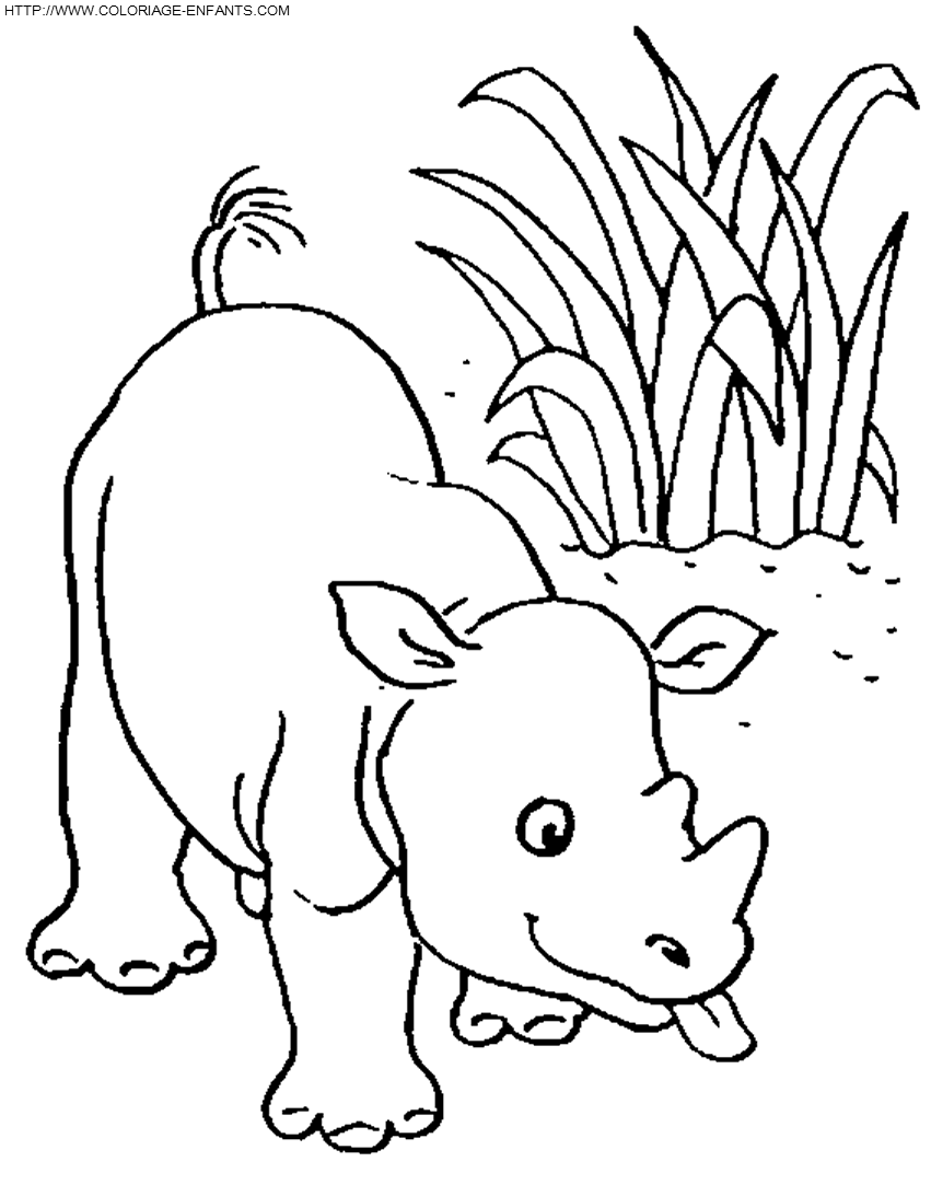 coloriage rhinoceros